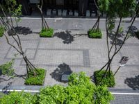 a large courtyard with some trees and other plants in it that looks like trees around