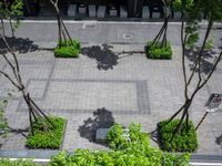 a large courtyard with some trees and other plants in it that looks like trees around