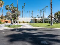 palm trees line the lawn and road outside a house in palm springs, florida with a white house in the back