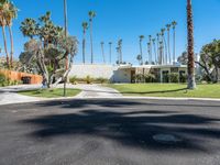 palm trees line the lawn and road outside a house in palm springs, florida with a white house in the back