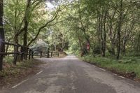 Montseny Park in Barcelona: A Top-Down View of Trees