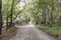 Montseny Park in Barcelona: A Top-Down View of Trees