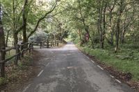 Montseny Park in Barcelona: A Top-Down View of Trees