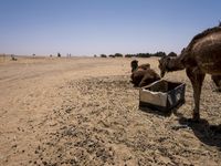 Morocco Desert Road: A Journey Through Sand Dunes