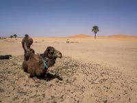 Morocco Desert Road: A Journey Through Sand Dunes