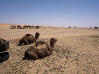 Morocco Desert Road: A Journey Through Sand Dunes