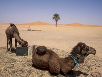 Morocco Desert Road: A Journey Through Sand Dunes