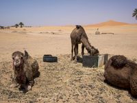 Morocco Desert Road: A Journey Through Sand Dunes