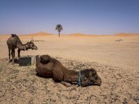 Morocco Desert Road: A Journey Through Sand Dunes