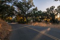 a motorcycle is driving down the road by a bunch of trees at dusk on a clear day