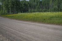 a motorcycle parked on the side of a dirt road next to some trees and yellow flowers