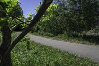 a motorcycle is riding along a narrow road with greenery in the background on a sunny day