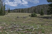 Mountain Forest Grass in USA Wilderness 001