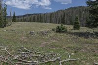 Mountain Forest Grass in USA Wilderness 002