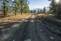 Mountain Forest Road: Bathed in Daylight and Sunshine