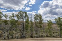Mountain Forest Road in Rugged Landscape