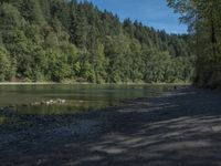 a small dog is standing on the bank looking at a water body and trees on both sides