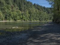 a small dog is standing on the bank looking at a water body and trees on both sides