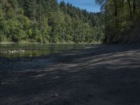 a small dog is standing on the bank looking at a water body and trees on both sides