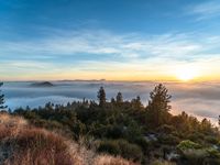 sunset with clouds covering the land below it with a few pine trees in the foreground