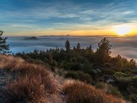 sunset with clouds covering the land below it with a few pine trees in the foreground