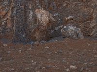 a goat grazes in the wild next to rocks on a dirt hill side with other animals standing nearby