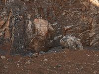 a goat grazes in the wild next to rocks on a dirt hill side with other animals standing nearby