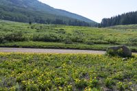 there is a large field that is full of yellow flowers near the road and mountain