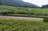 there is a large field that is full of yellow flowers near the road and mountain