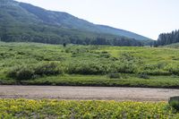 there is a large field that is full of yellow flowers near the road and mountain