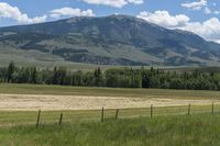 a horse in the middle of some wild grass and hills and mountains near water and some yellow flowers