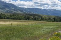 a horse in the middle of some wild grass and hills and mountains near water and some yellow flowers