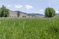 a field with tall grass with mountains in the background, and trees on either side