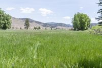 a field with tall grass with mountains in the background, and trees on either side