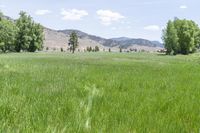 a field with tall grass with mountains in the background, and trees on either side