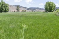 a field with tall grass with mountains in the background, and trees on either side