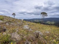 mountains and trees in the background on a cloudy day with yellow flowers and grass around them