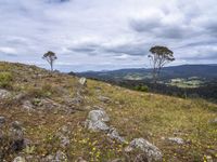 mountains and trees in the background on a cloudy day with yellow flowers and grass around them