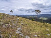 mountains and trees in the background on a cloudy day with yellow flowers and grass around them