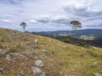 mountains and trees in the background on a cloudy day with yellow flowers and grass around them