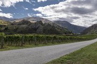 a dirt road winds through a vineyard with mountains in the distance and greenery in the foreground