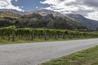 a dirt road winds through a vineyard with mountains in the distance and greenery in the foreground