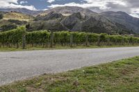 a dirt road winds through a vineyard with mountains in the distance and greenery in the foreground