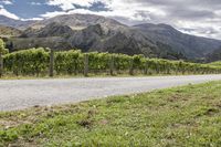 a dirt road winds through a vineyard with mountains in the distance and greenery in the foreground