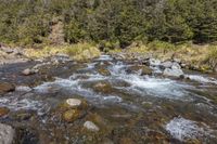 Exploring the Mountain River and Forest in the Riparian Zone