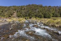 mountain stream in forest with trees and rocks on shore, surrounded by grassy area on far side