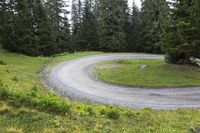 a mountain side road that leads through a green forest filled with tall trees, grass and wildflowers
