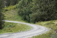 a mountain side road that leads through a green forest filled with tall trees, grass and wildflowers