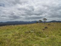 a single tree is growing on a mountain side and is surrounded by grass and mountains