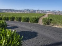 Mountain View Vineyards and Lush Green Fields